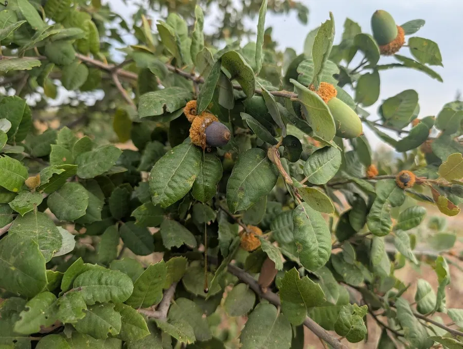 A blue-grey acorn and a green acorn a hand's width apart on one twig, both in golden scurfy cups
