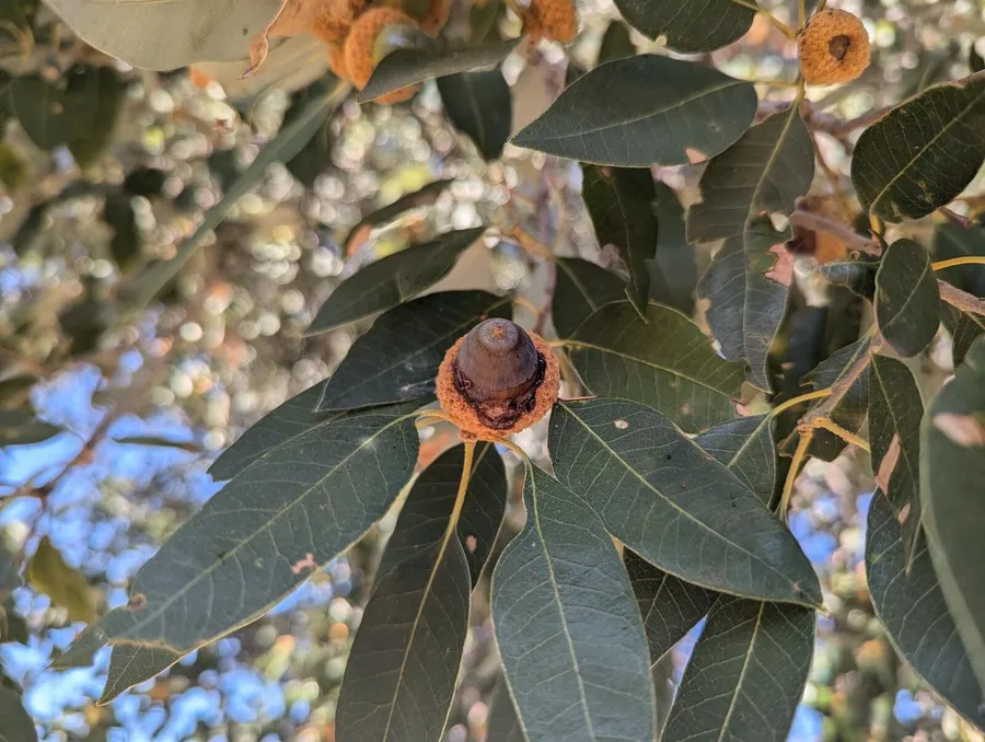 A blue-black acorn with sap running from the join between nut and cup