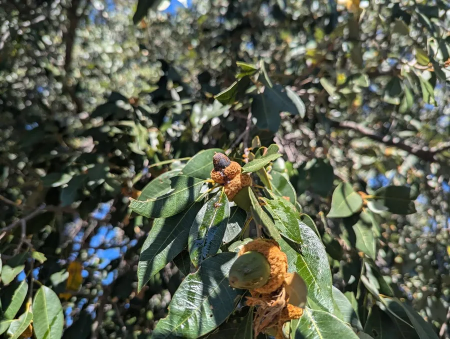 A full-sized green acorn beside a much smaller blue one
