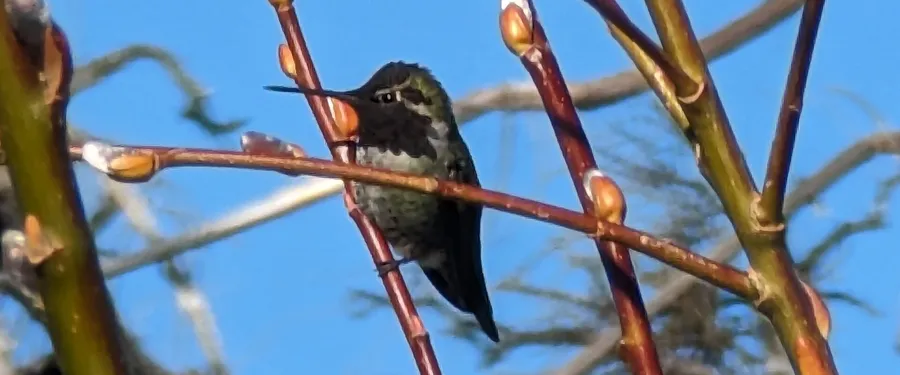 An Anna's hummingbird perched on a bare twig against a blue sky, throat flashing magenta