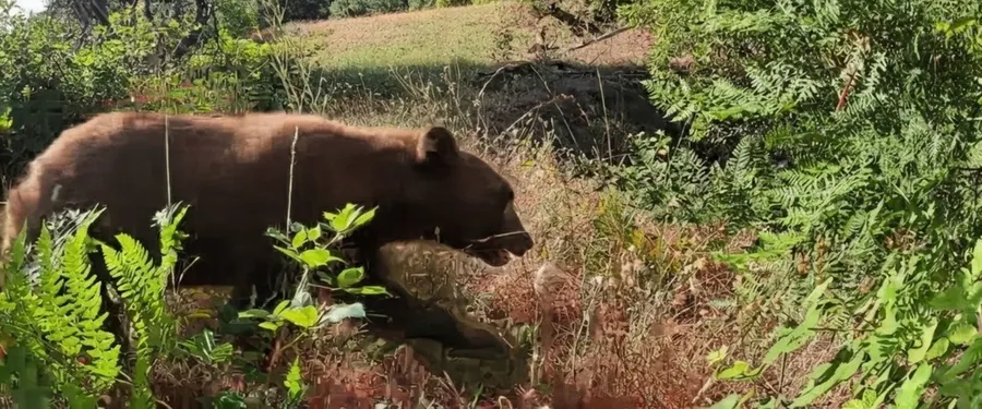 A black bear at the creek, caught by a trail camera