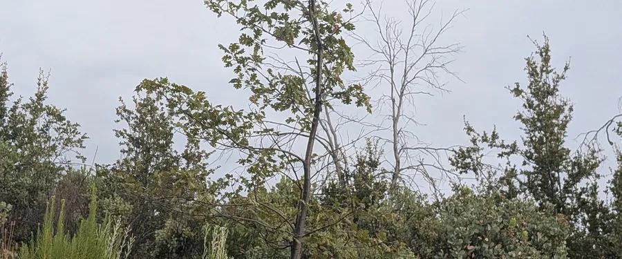 A solitary black oak in leaf, regrowing after the Butte Fire