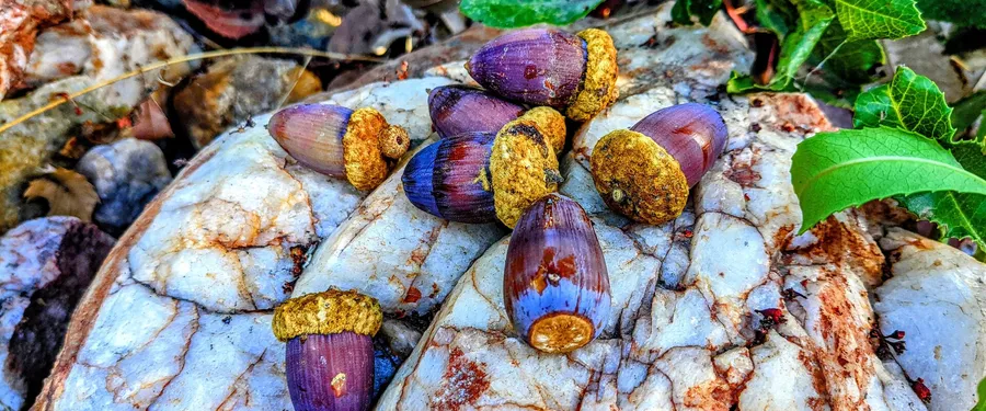 Purple-blue unripe acorns with golden scurfy cups lying on white quartz rock