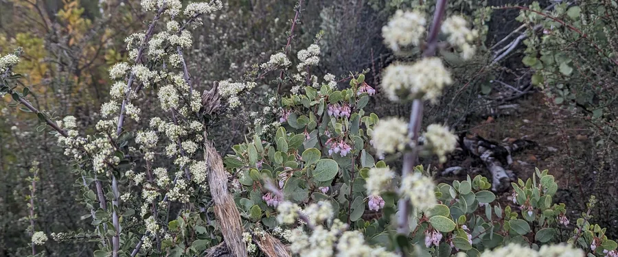 Dense cream-white flower clusters on stiff grey branches with small wedge-shaped leaves