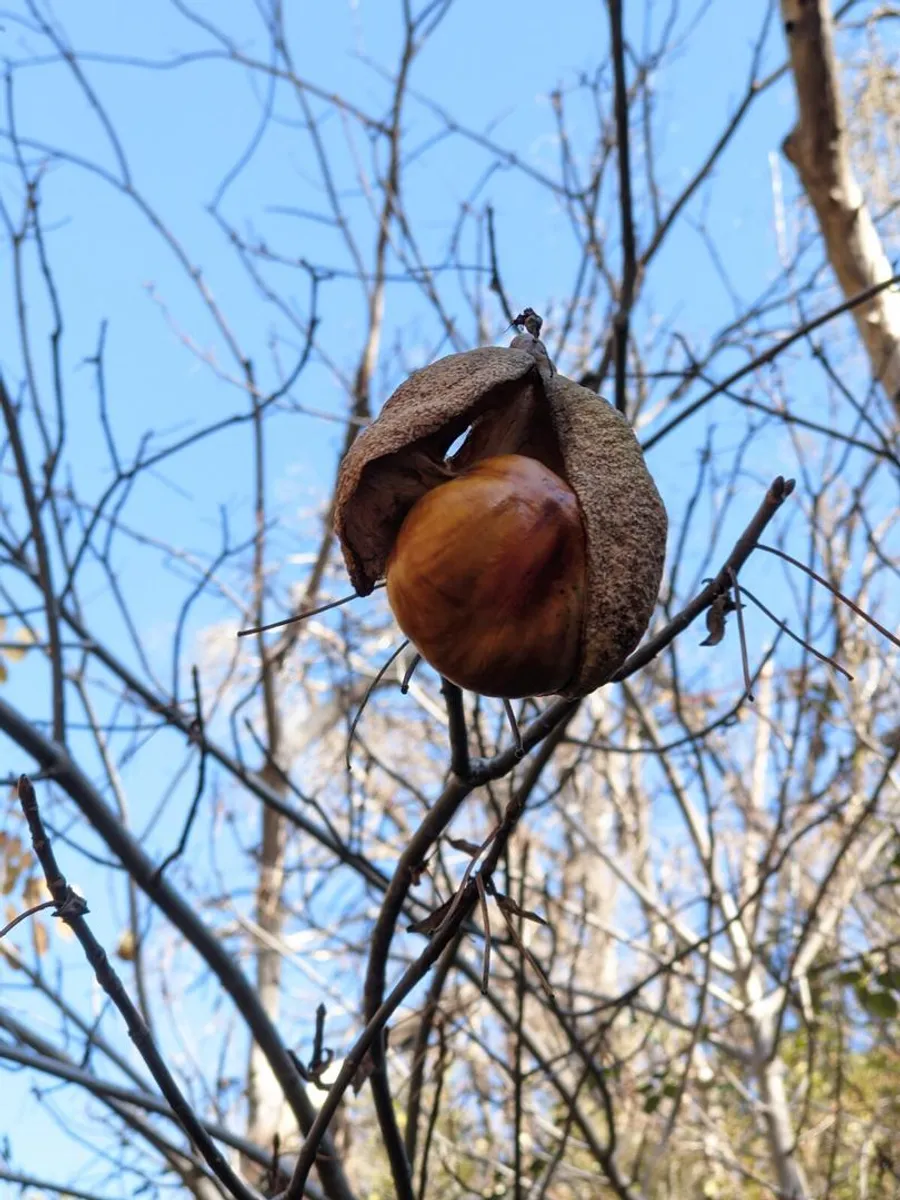 A split buckeye capsule holding one glossy brown seed, on a bare branch
