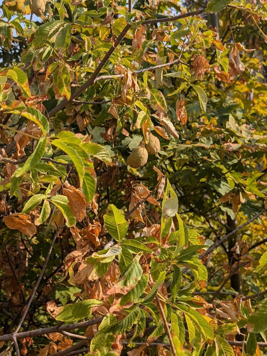 Green buckeye fruit hanging among leaves that have gone brown