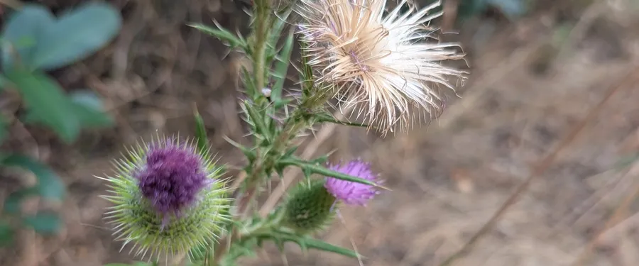 A purple thistle head on a spiny involucre, with a spent white seed head above it