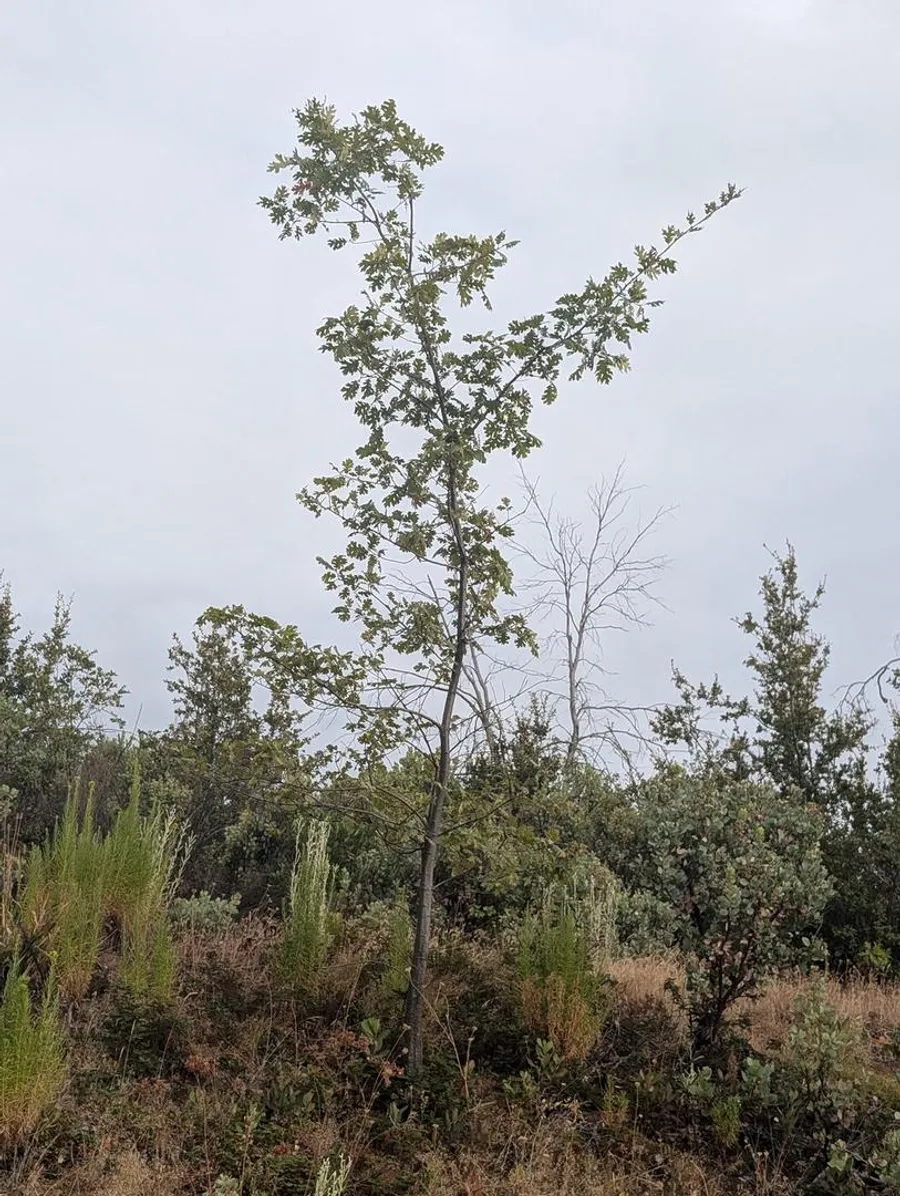 A young black oak in leaf on a burnt slope, a bare standing snag behind it and chaparral filling in below