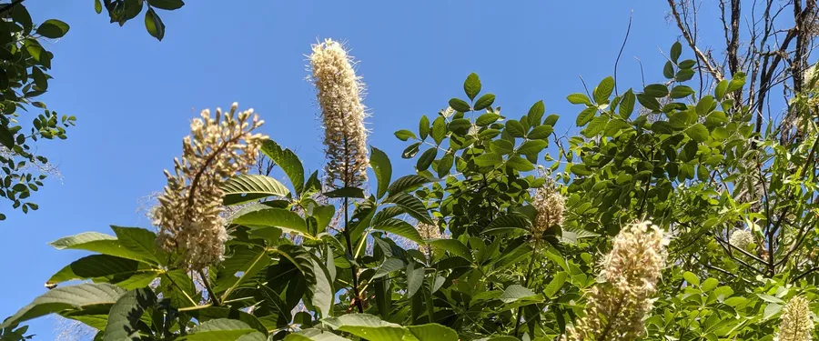 White flower spikes standing above palmate leaves against a blue sky