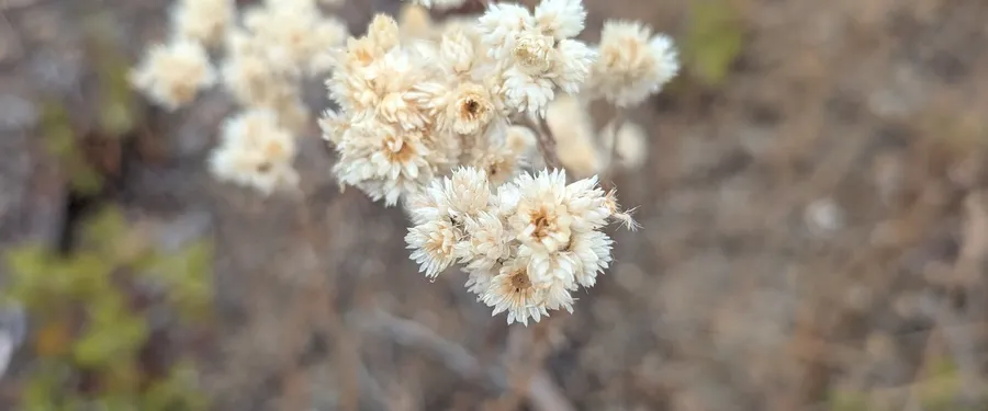 Cluster of papery straw-white everlasting flower heads with golden centres