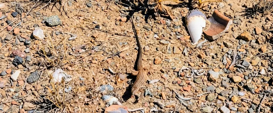 A long-tailed whiptail lizard on open gravel, head low, tail running out behind it