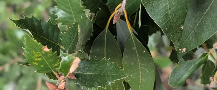 A mature canyon live oak beside a young one, the young growth carrying holly-spined leaves and the mature crown smooth-edged ones