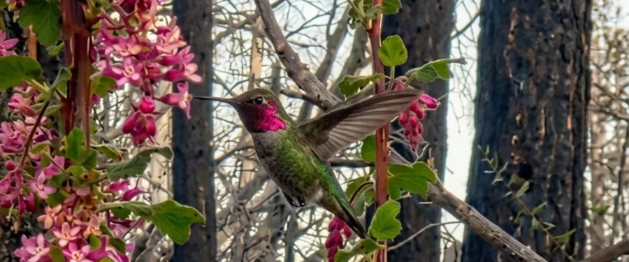An Anna's hummingbird perched among pink hanging flower clusters of chaparral currant, burnt tree trunks behind