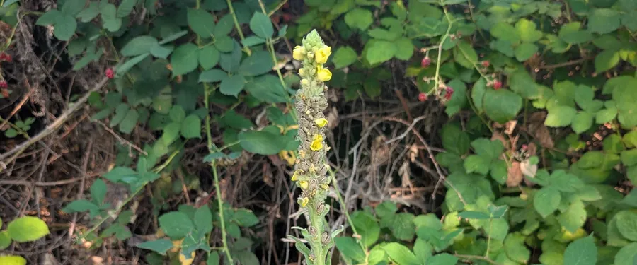 A tall unbranched spike with yellow flowers opening a few at a time up its length