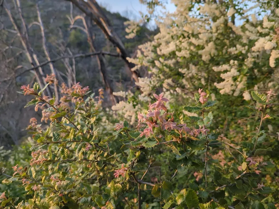Cream deer brush plumes with the bright new growth of a young canyon live oak behind