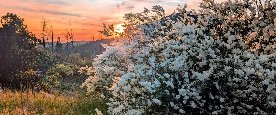 A large shrub covered in cream flower plumes at sunset, burnt trees on the ridge behind
