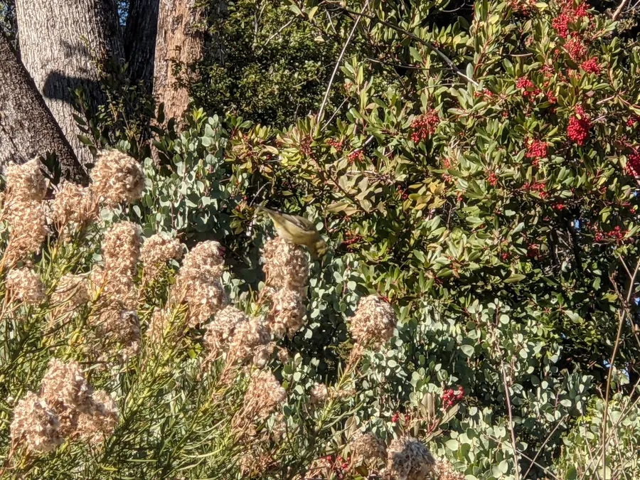 Toyon in red berry beside golden fleece carrying tawny seed heads, among burnt trunks