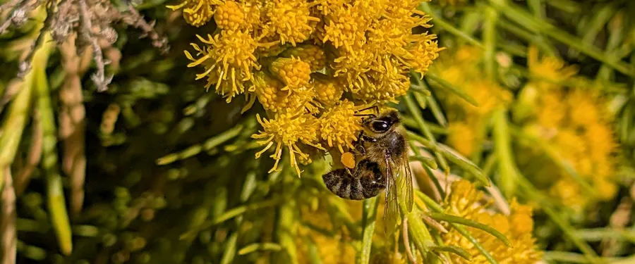 A honey bee with a full pollen basket on a dense cluster of small golden flower heads