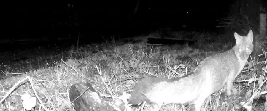 A fox caught by an infrared trail camera at night, eyes reflecting the flash
