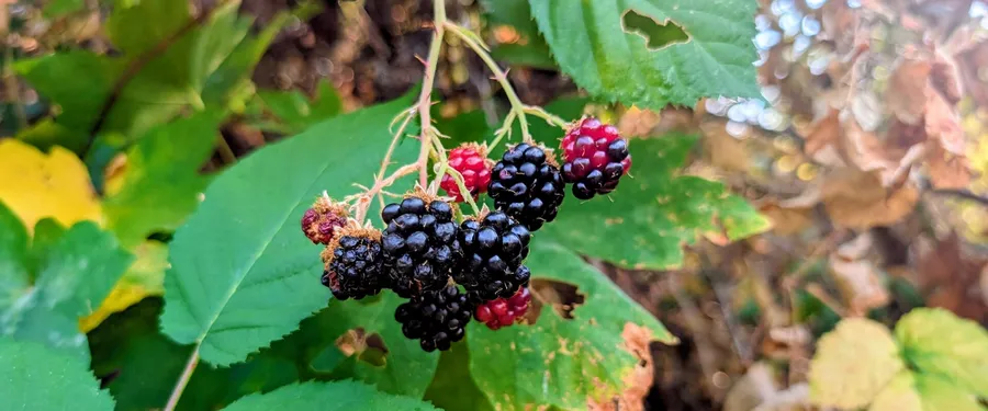 Red and ripe black blackberries on one stalk above broad toothed leaves