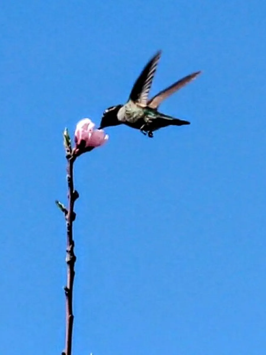 A hummingbird hovering at a single pink blossom on a bare stem against a clear sky