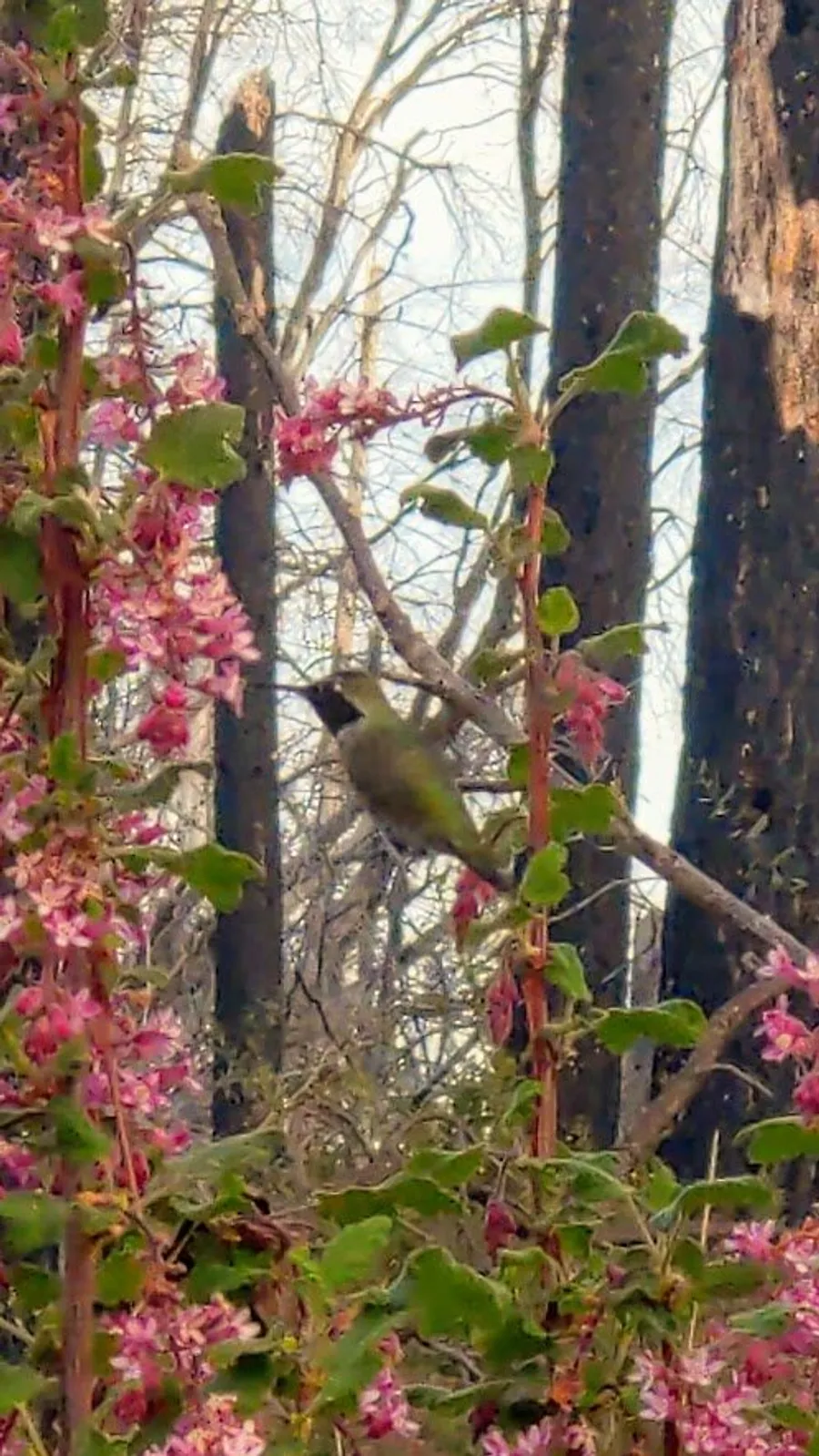 An Anna's hummingbird among the pink hanging flowers of chaparral currant
