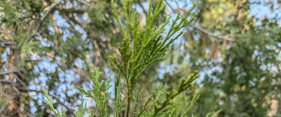 Flat sprays of bright green scale leaves on an upright shoot