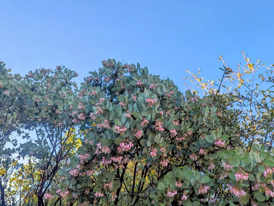 A whiteleaf manzanita in flower, grey-green leaves and smooth red bark