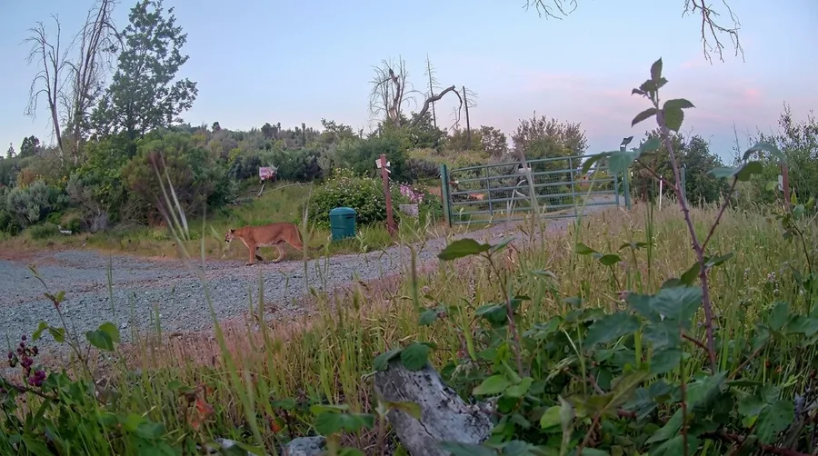 A mountain lion walking across the gravel by the gate in daylight