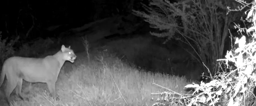 A mountain lion caught by an infrared trail camera at night
