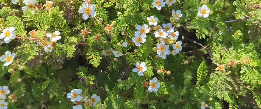 White five-petalled flowers with yellow centres above dense fern-like foliage