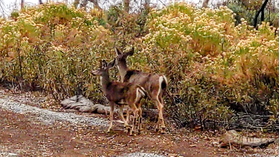 A doe and a fawn standing together on a gravel road
