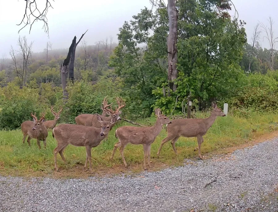 A herd of California mule deer, does and a buck, on a track in spring