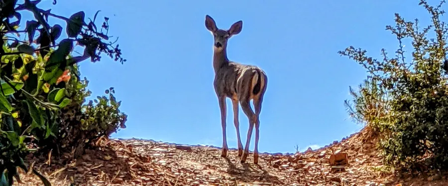 A mule deer standing on a hilltop against blue sky