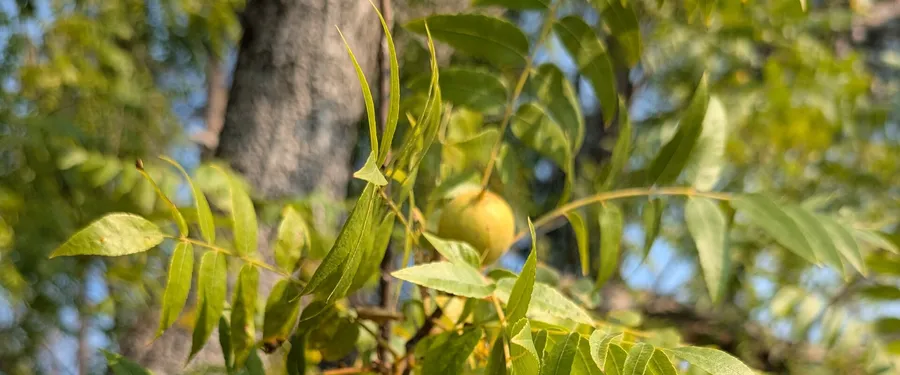 Pinnate walnut leaves with a single round green-husked nut hanging among them