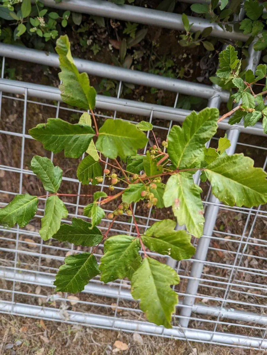 Poison oak leaves in threes, the middle leaflet on a longer stalk, with clusters of white berries