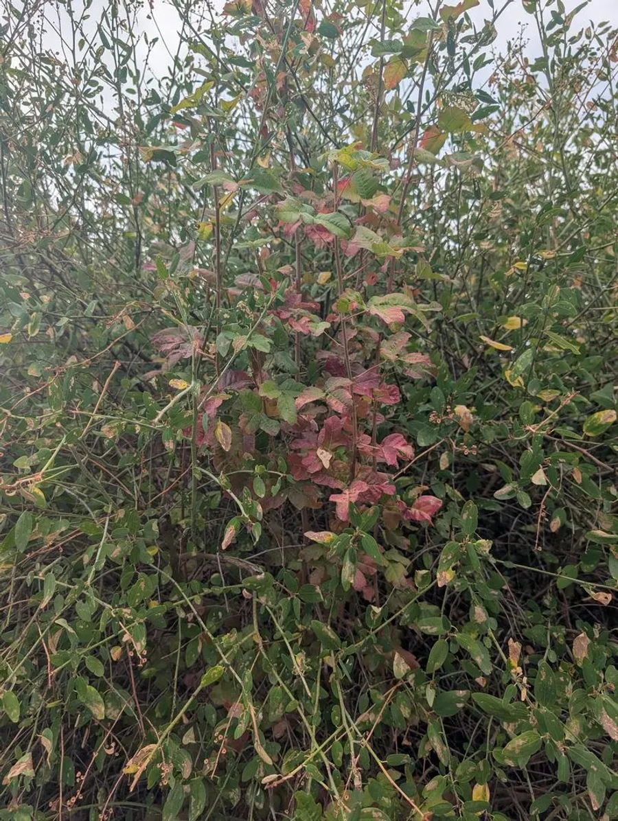 Red poison oak leaves coming up through the green foliage of a deer brush