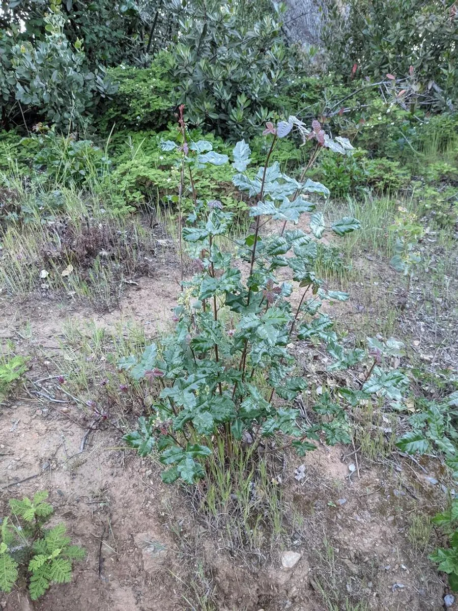 An open waist-high poison oak bush in dry understory, leaves glossy and lobed