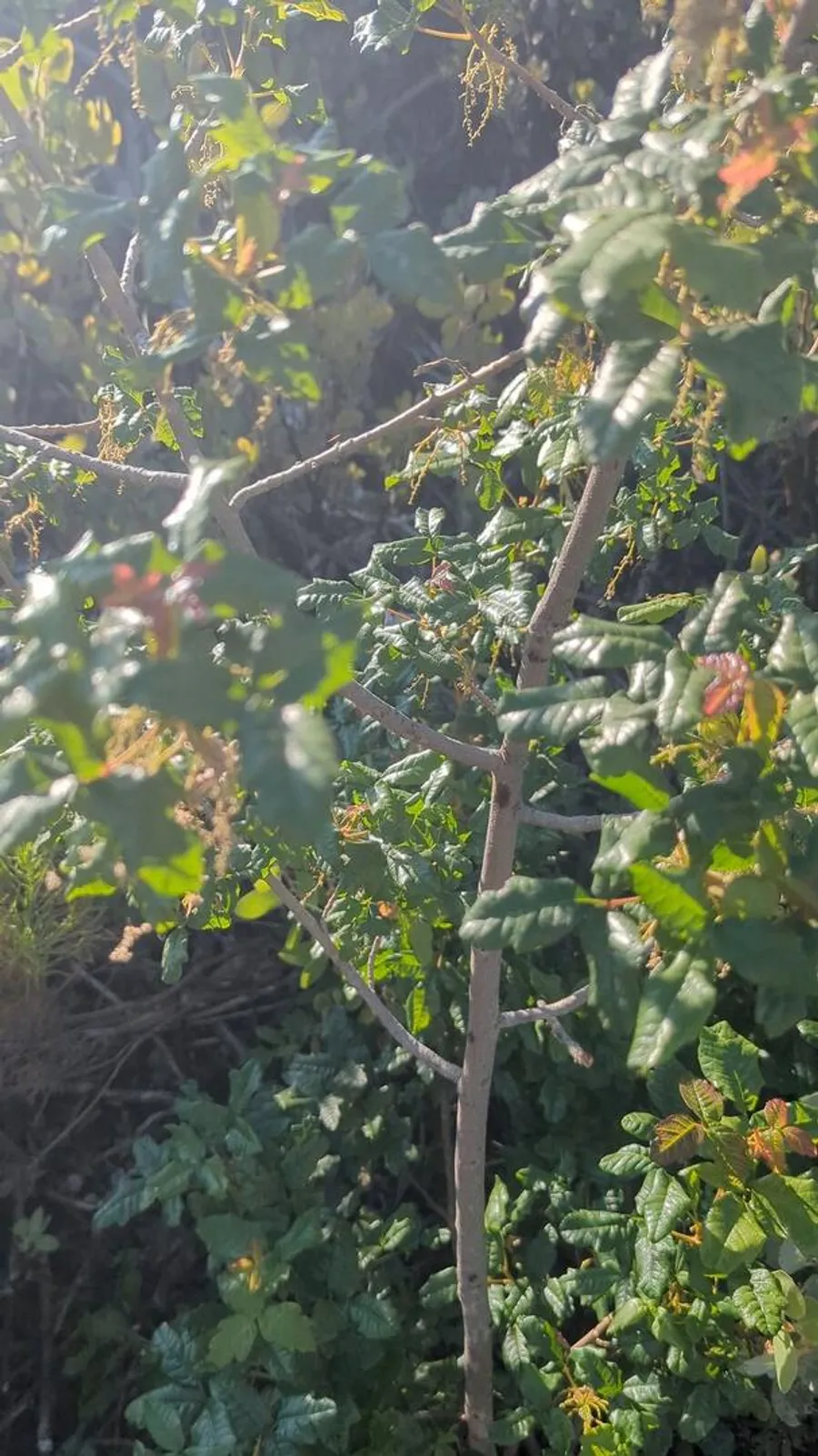 Poison oak standing on a single woody stem, shaped like a small tree