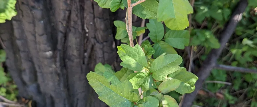 Poison oak climbing a fire-blackened tree trunk, leaves in threes with lobed margins