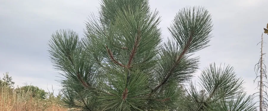 A young ponderosa pine standing alone on a burnt slope, long needles in whorled branches