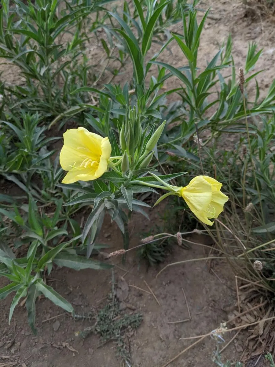 A yellow evening primrose flower fully open, four broad petals