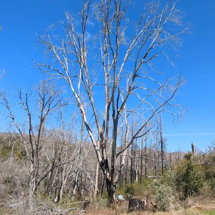 A huge multi-trunked dead black oak against blue sky, with a man in a blue shirt and straw hat standing at its base