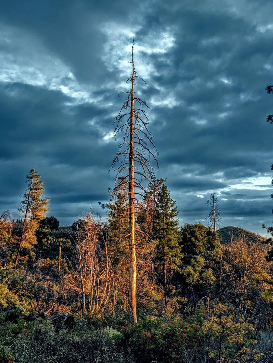 A tall dead pine standing above the chaparral in golden evening light against dark clouds