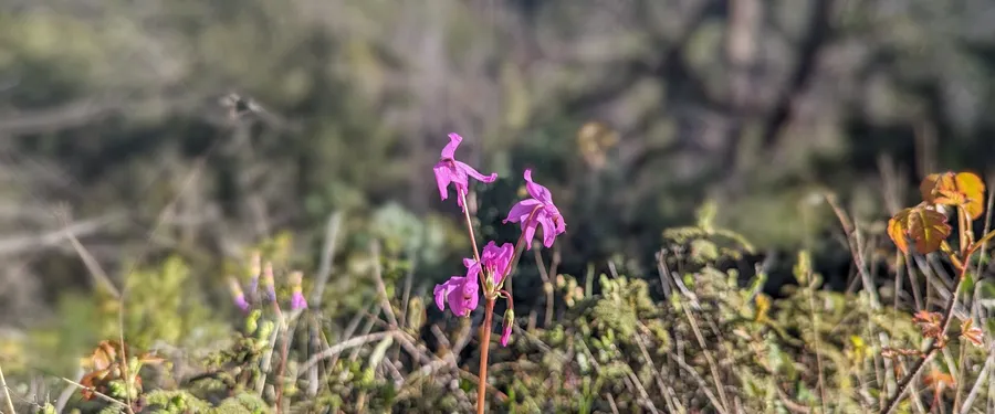 A magenta shooting star flower with swept-back petals on a slender bare stalk