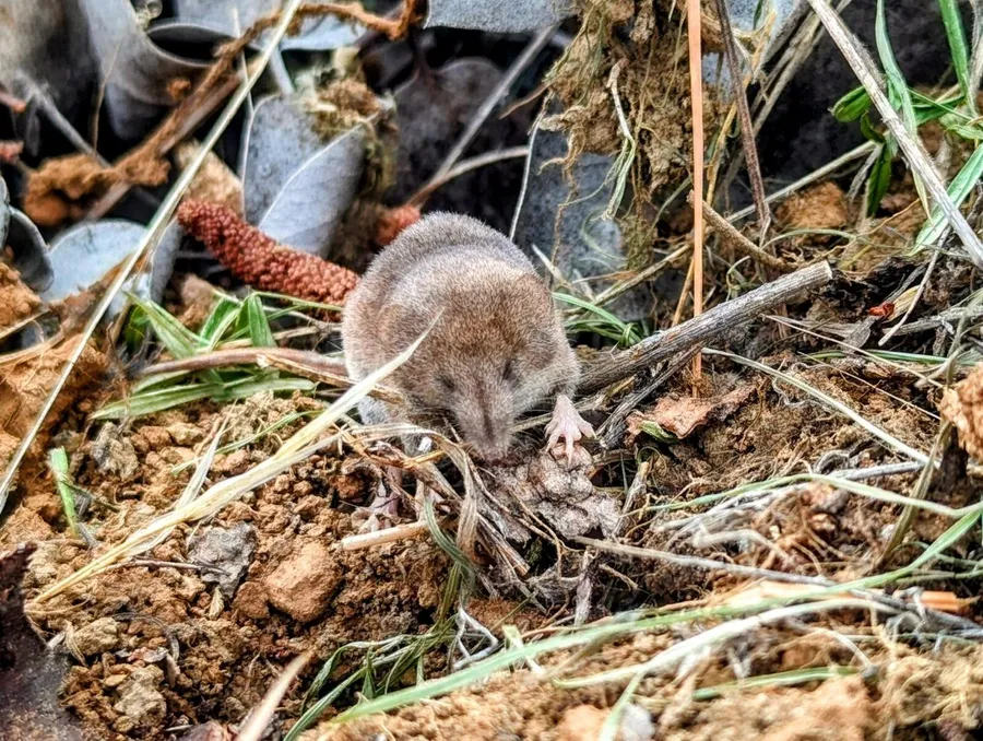 A shrew on broken clay and grass litter, its snout down among dead stems
