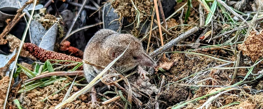 A shrew on broken clay and grass litter, its long pointed snout down among dead stems