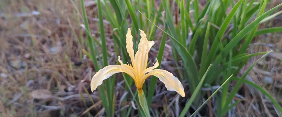 A pale yellow iris open low in dry grass, in a clump of grass-like leaves