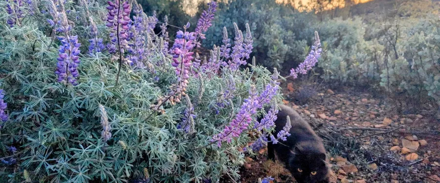 A mounded silver-leaved lupine bush covered in violet flower spikes at sunrise, a black cat passing beneath