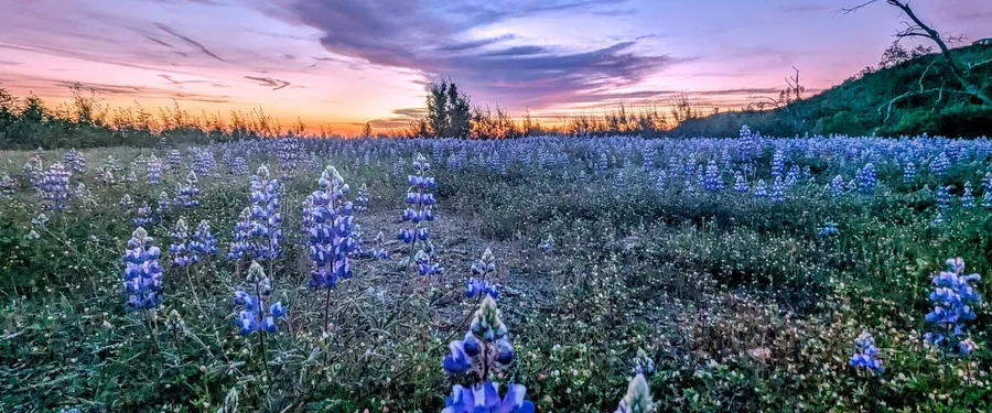 A hillside carpeted in low blue lupine at dusk under a pink and purple sky